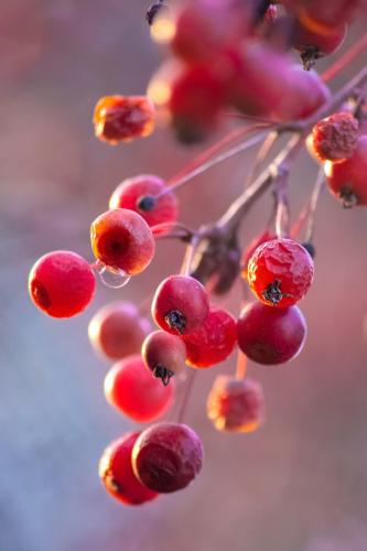 Red Berries