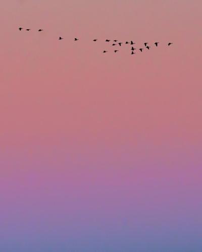 Geese on an Ombre Sky