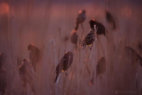 Blackbirds in the Reeds